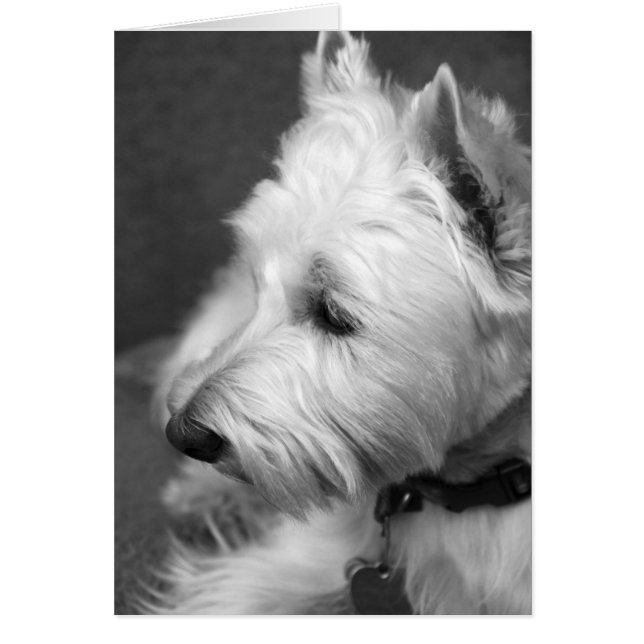 Westie (Front)