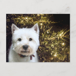 Westie Christmas Holiday Postcard