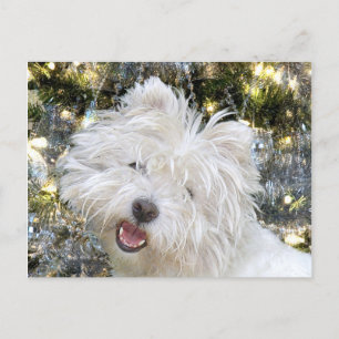Westie Christmas Holiday Postcard