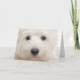 Westie Close-up Card