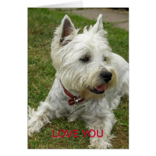 Westie Dog Card