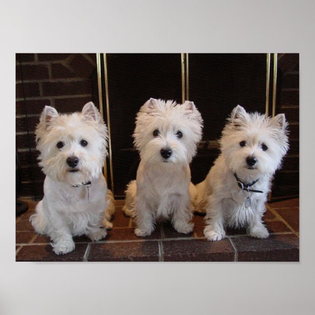 Westie Girl Trio Poster (Front)
