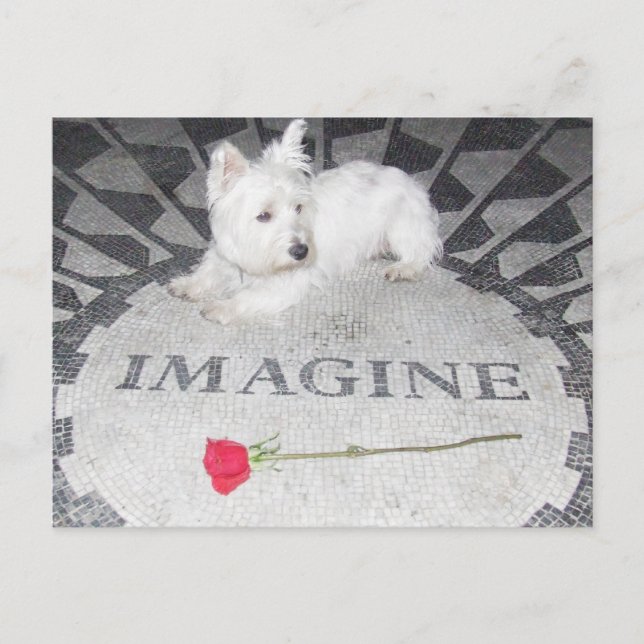 Westie Imagines World Peace Postcard (Front)