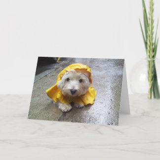 Westie in Yellow Rain Mac! Card