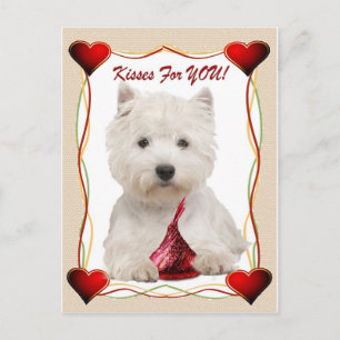 Westie Kisses For You Postcard
