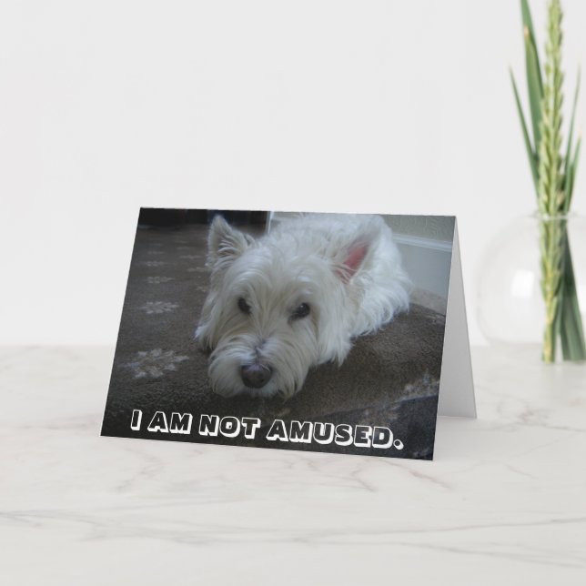 Westie Not Amused Photo Greeting Card (Front)