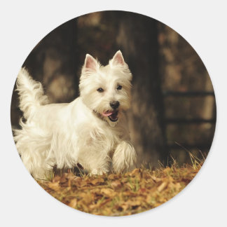 Westie on the move classic round sticker