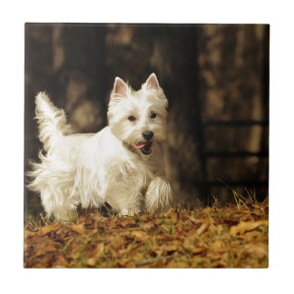 Westie on the move tile