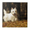 Westie on the move