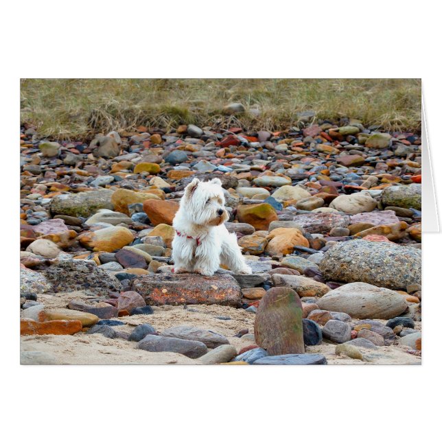 Westie on the Rocks (Front Horizontal)