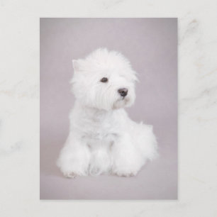 Westie Postcard
