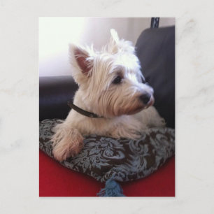 Westie postcard