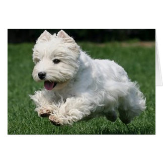 Westie Running