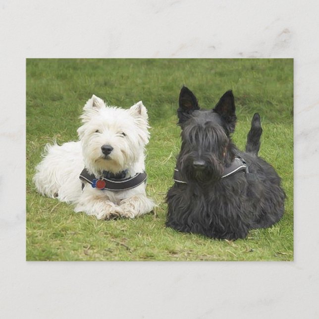 Westie & Scottie Green Grass Postcard (Front)