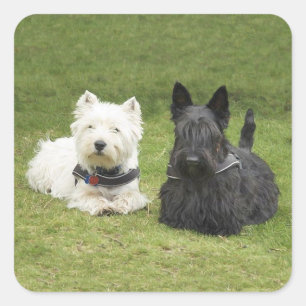 Westie & Scottie Green Grass Square Sticker