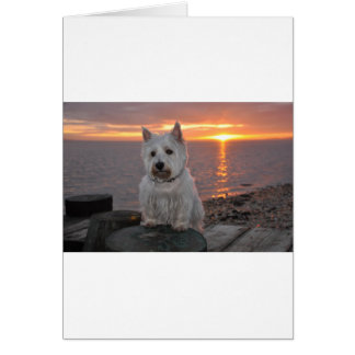 Westie Sunset