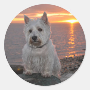 Westie Sunset Classic Round Sticker