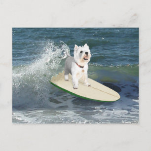 Westie Surfer Postcard