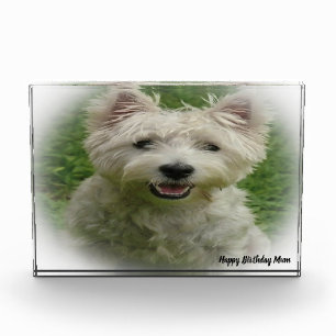 Westie Terrier Dog. Photo Block