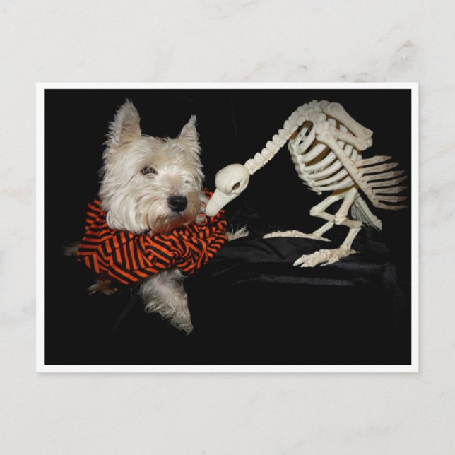 Westie Vulture Skeleton Halloween Postcard (Front)