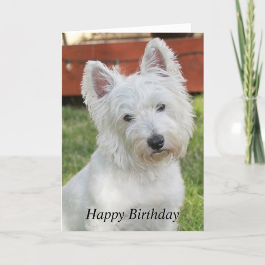 WEST HIGHLAND TERRIER HAPPY BIRTHDAY  GIFT WRAPPING PAPER  DOG PET WESTIE