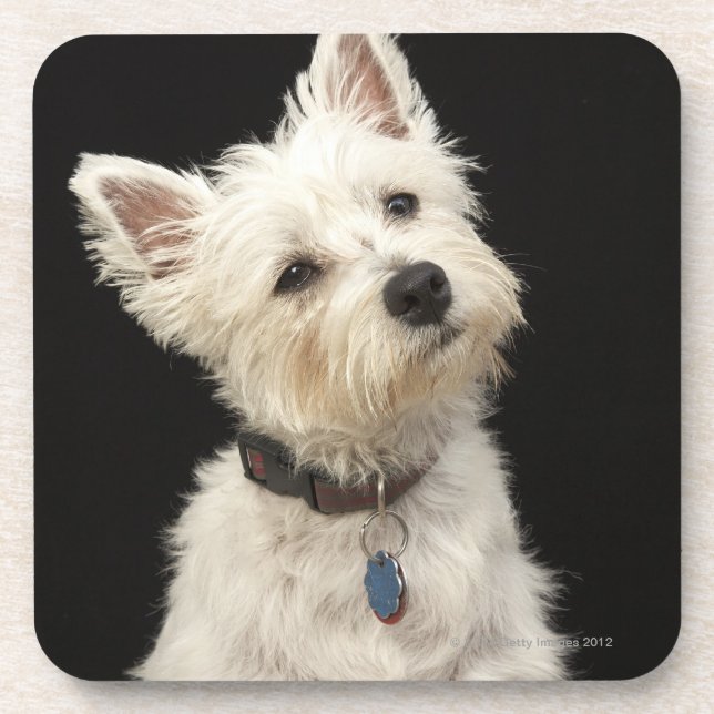 Westie (West Highland terrier) with collar Coaster (Front)