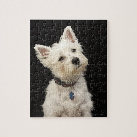 Westie (West Highland terrier) with collar Jigsaw Puzzle Zazzle.co.uk