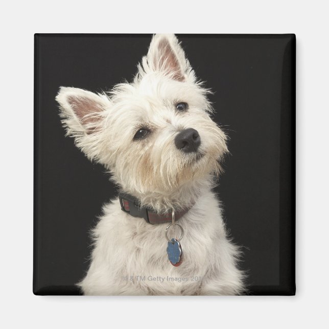 Westie (West Highland terrier) with collar Magnet (Front)