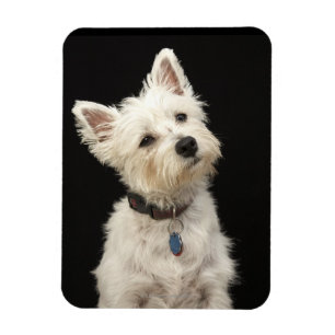 Westie (West Highland terrier) with collar Magnet