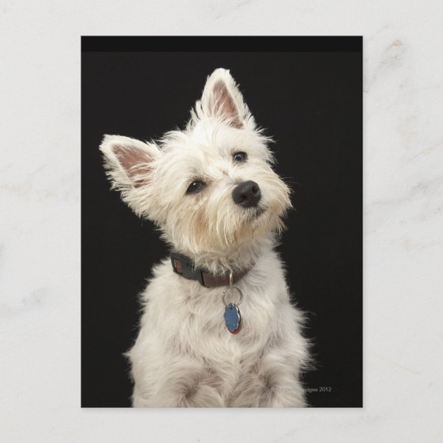 Westie (West Highland terrier) with collar Postcard (Front)