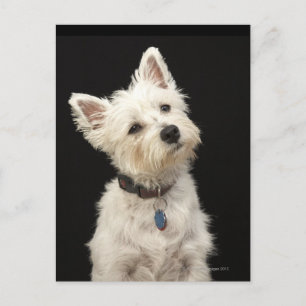 Westie (West Highland terrier) with collar Postcard
