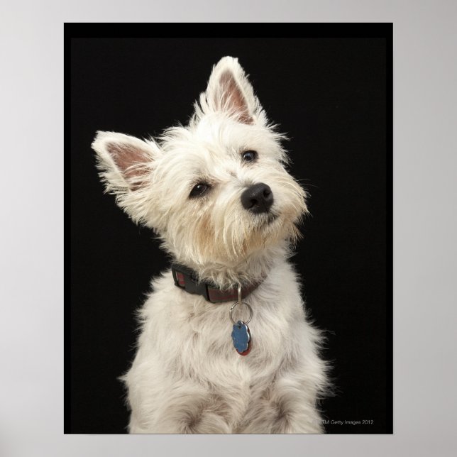 Westie (West Highland terrier) with collar Poster (Front)