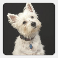 Westie (West Highland terrier) with collar