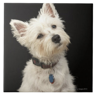 Westie (West Highland terrier) with collar Tile