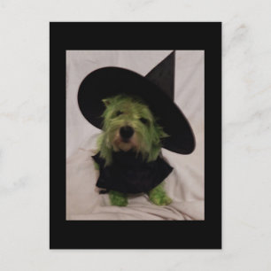 Westie - Wicked Witch of the Westies Postcard