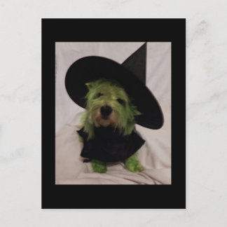 Westie - Wicked Witch of the Westies Postcard