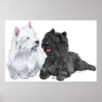 Westie with a Black Cairn Terrier