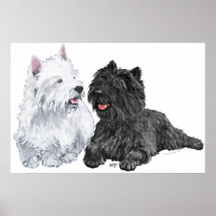 Westie with a Black Cairn Terrier Poster