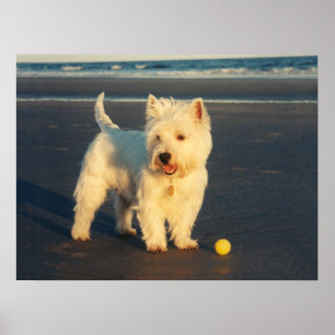 Westie with a Yellow Ball Poster