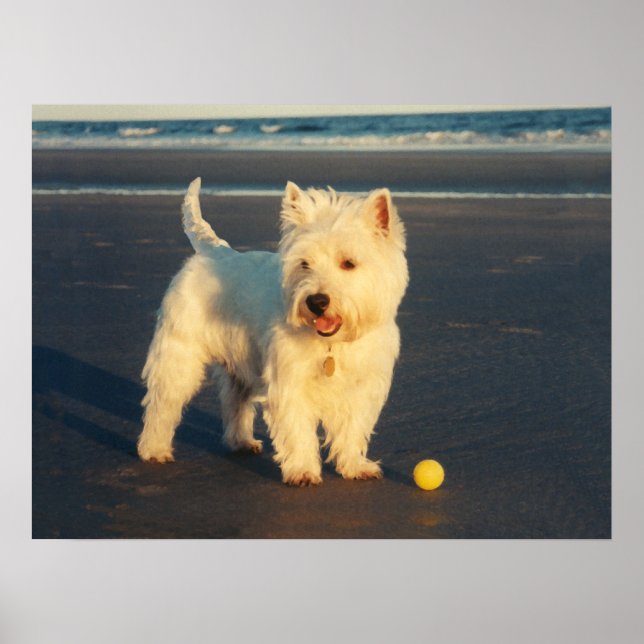 Westie with a Yellow Ball Poster (Front)