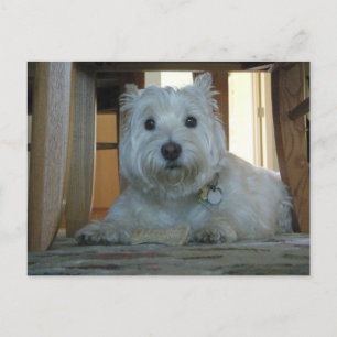 Westie with Dog Bone Photo Postcard
