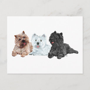 Westie with Two Cairn Terriers Postcard