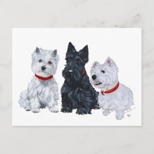 Westies and a Scottie Together Postcard