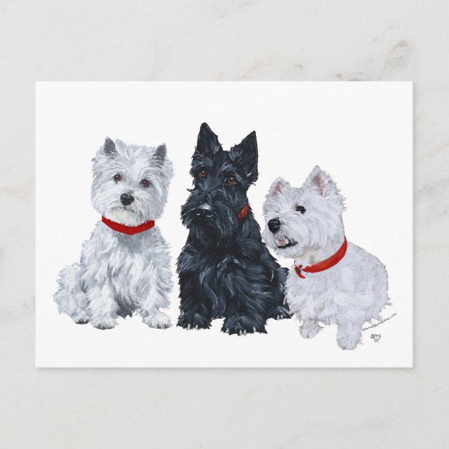 Westies and a Scottie Together Postcard (Front)