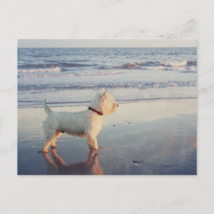 Westies and the Ocean Postcard