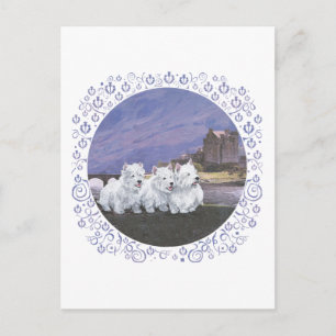 Westies in Scotland Postcard