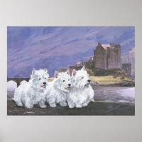 Westies in Scotland