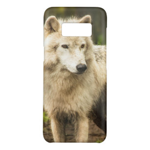 Wet Arctic Wolf in Spring Photo Case-Mate Samsung Galaxy S8 Case