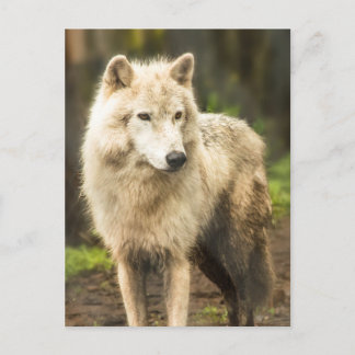Wet Arctic Wolf in Spring Photo Postcard