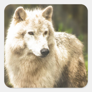 Wet Arctic Wolf in Spring Photo Square Sticker